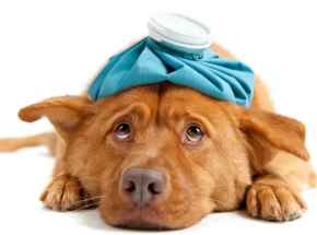 Picture for category Digestive System Health